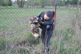 Dzikie zwierzęta w Łodzi - na ulicach spotkamy bobry, jenoty, zające, dziki...