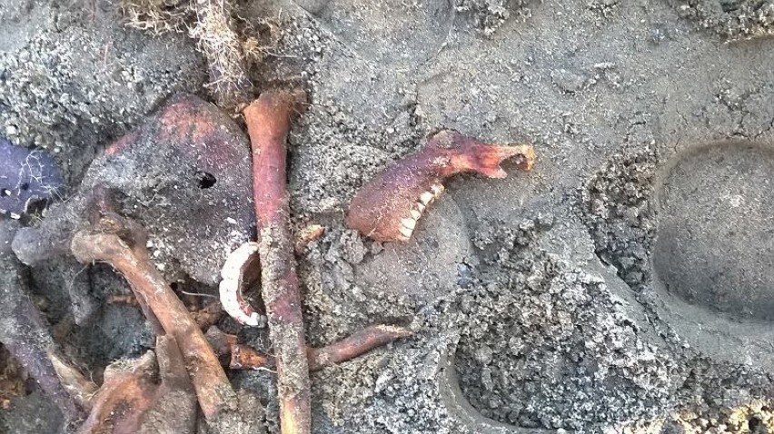 Kostrzyn - to właśnie tutaj znaleziono m.in. 17 śmiertelnie groźnych pocisków moździerzowych i ludzkie szczątki.