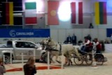 Cavaliada Lublin 2013: Halowy Puchar Polski w Zaprzęgach Parokonnych (wideo)