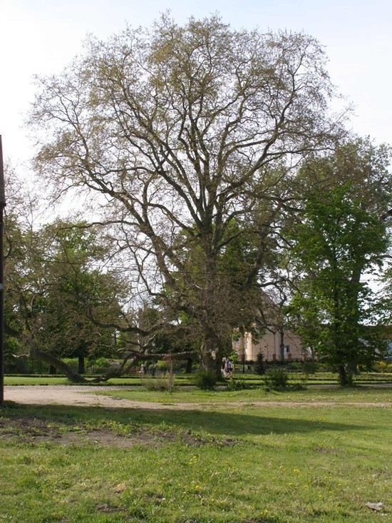 Platan z parku w Koźminku.