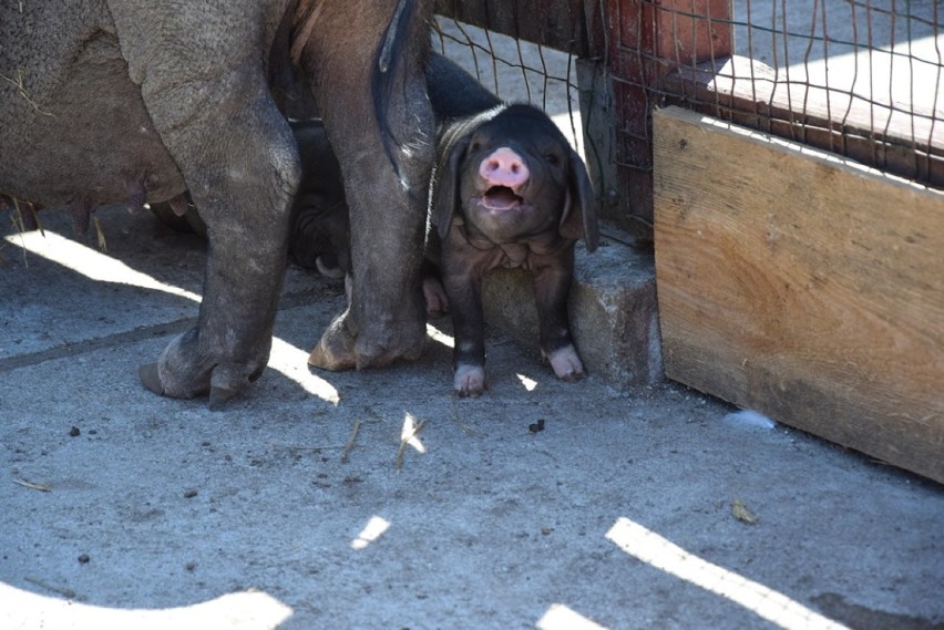 Maluchy z lubińskiego ZOO. Świnki rosną w oczach