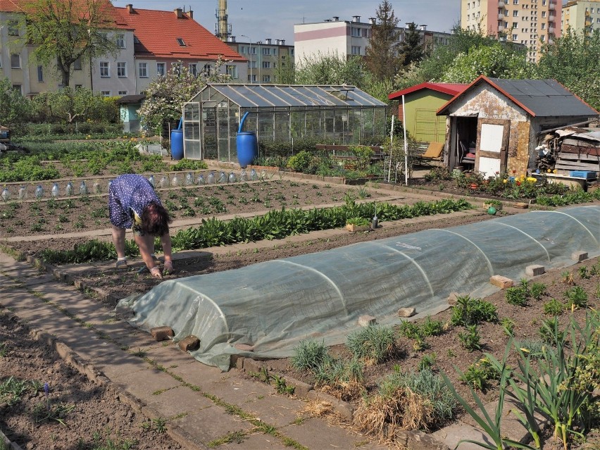 Jest pogoda, są i działkowcy. Praca i wypoczynek wśród zieleni 