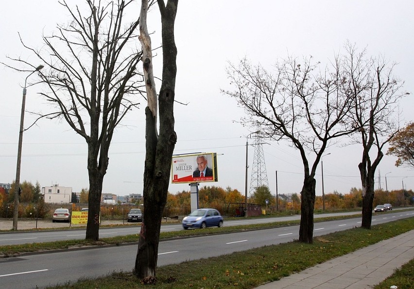 Gdynia: Uschnięte konary drzew przy ul. pułkownika Dąbka podzieliły mieszkańców.