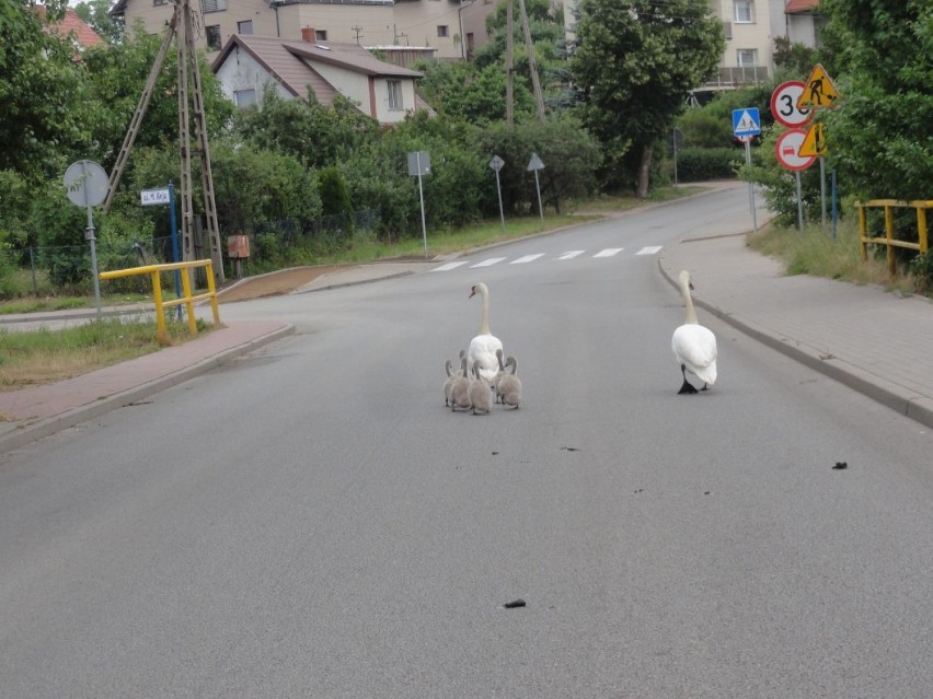 Łabędzia parada o poranku w Kartuzach ZDJĘCIA, WIDEO