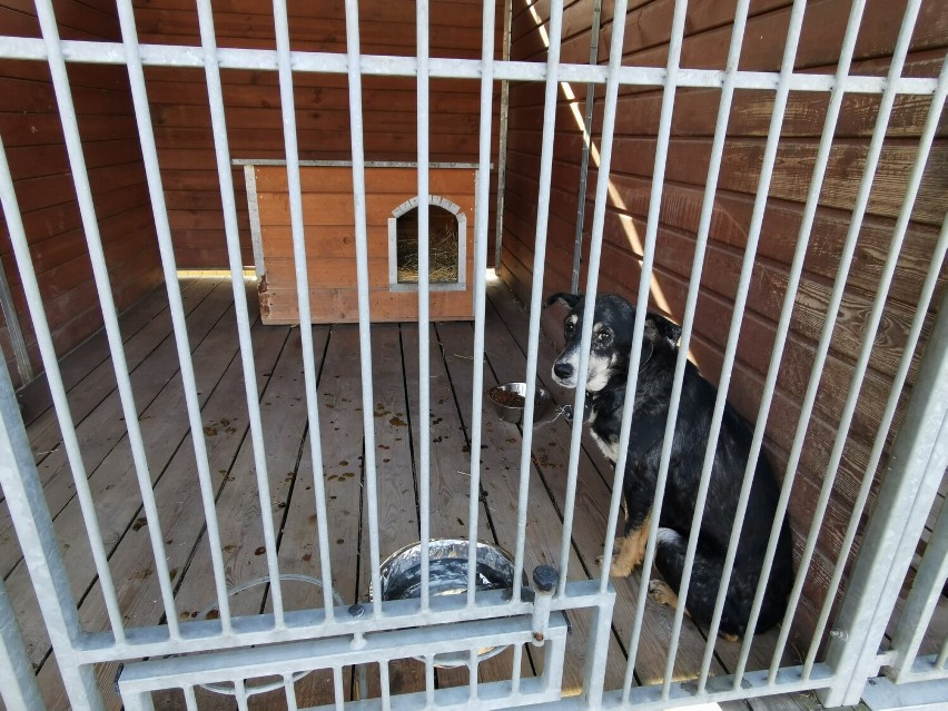 Psy i koty z Charkowa czekają na nowe domy w Schronisku dla Bezdomnych Zwierząt w Kaliszu. ZDJĘCIA