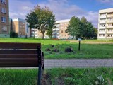 Nowe, zielone ławeczki pojawiły się w Sosnowcu. Ekologiczne przestrzenie sprzyjają integracji mieszkańców. Są na osiedlu SM Hutnik
