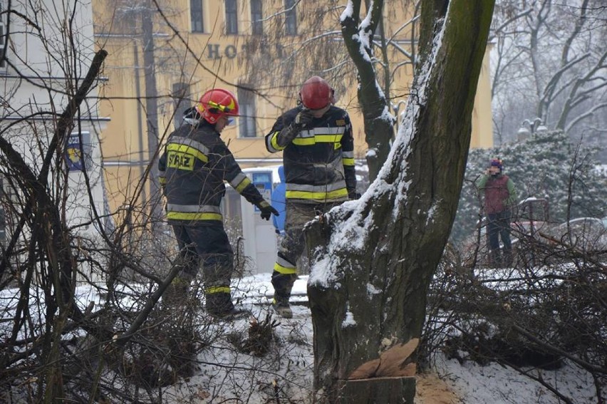 Straż pożarna w Jastrzębiu: musieli ściąć drzewo