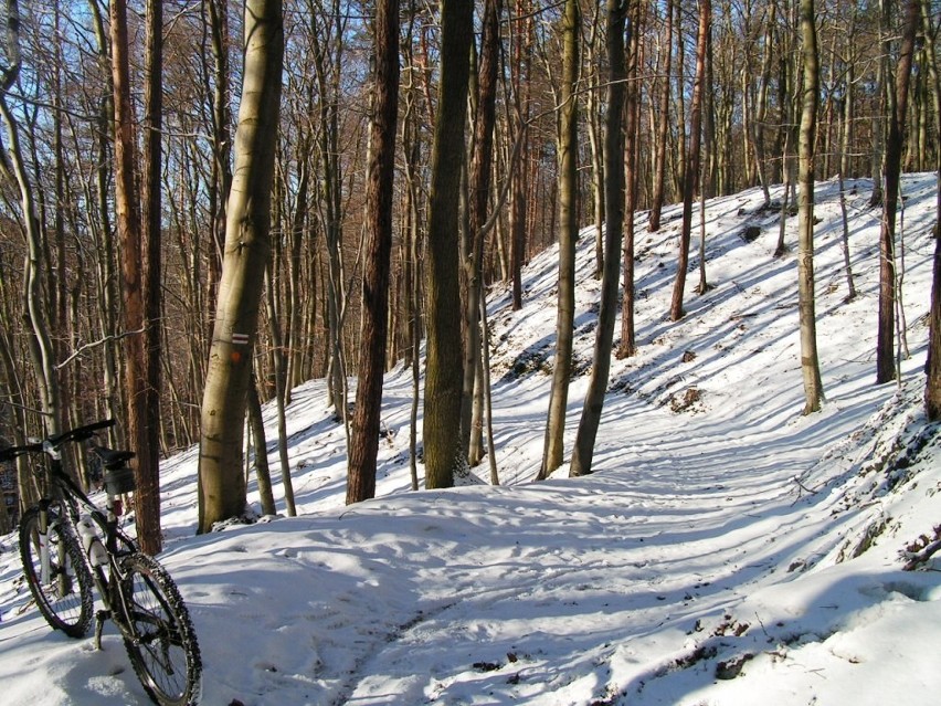 Gdynia: Rowerzyści razem z leśnikami sprawdzają szlaki rowerowe przez lasy
