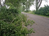 Nawałnica w powiecie wejherowskim. Powalone drzewa i zerwane połacie dachów