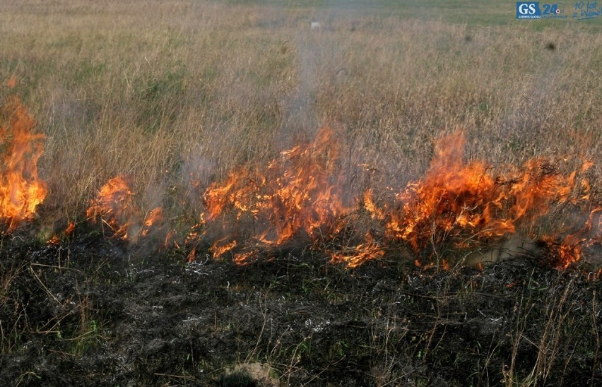 Wypalanie traw w Szczecinie. Strażacy ostrzegają 