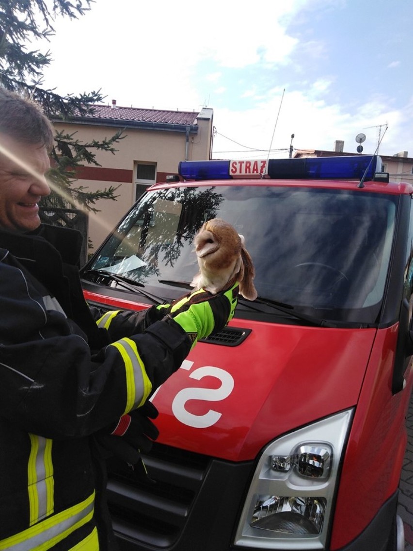 Strażacy z OSP Grębocice uratowali uwięzioną sowę. Wpadła do szybu wentylacyjnego