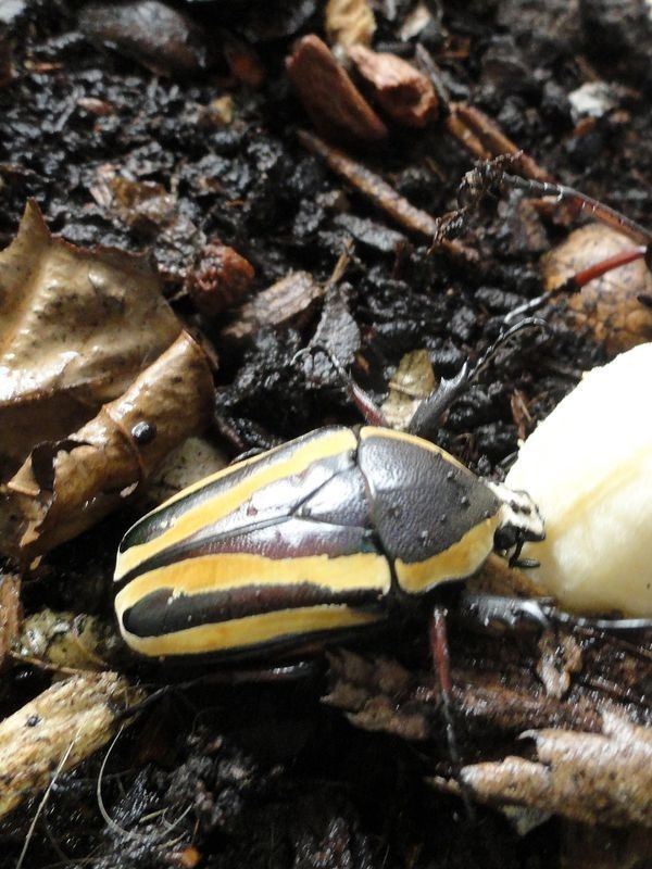 Dicronorrhina derbyana conradsi