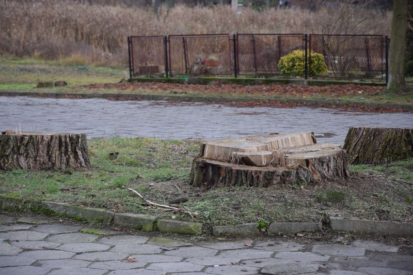 Księży Kacerek w Wągrowcu. Jak wygląda aktualnie  bez części drzew?
