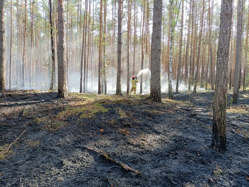 Pali się ok. 2 ha lasu. Na miejscu 14 zastępów straży...