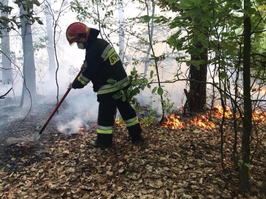 Płonął Las Młociński. Strażakom udało się ugasić pożar...