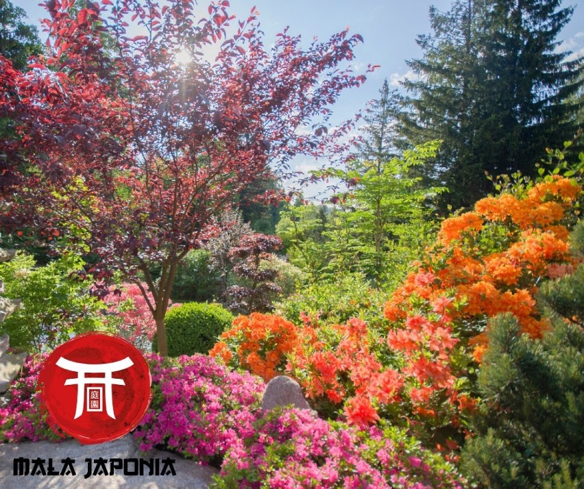 Jak w egzotycznej bajce! Zobacz jak w Małej Japonii w Przesiece kwitną rododendrony i azalie. Jest cudownie!