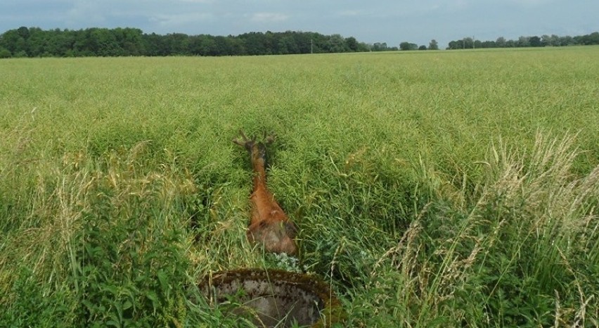 Uratowali jelenia, który wpadł do niezabezpieczonej studzienki melioracyjnej