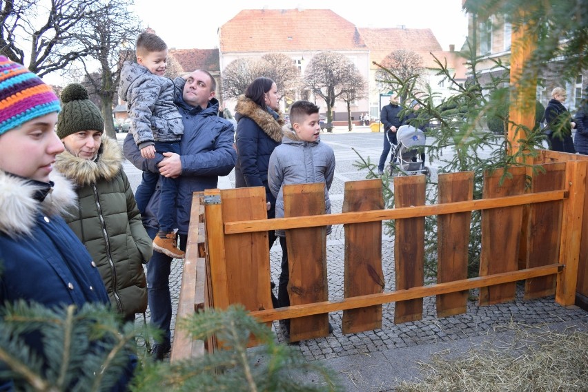 W szopce na Rynku pojawiły się żywe owieczki 