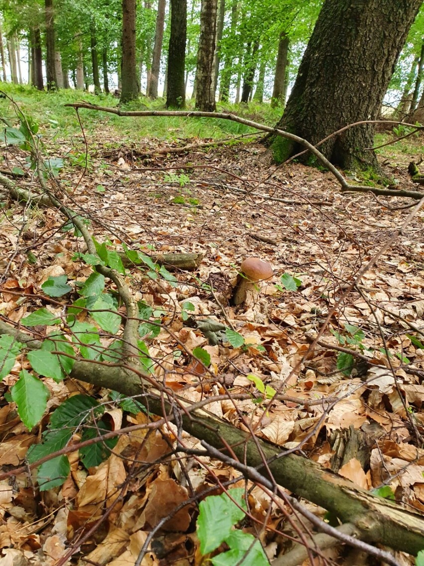 Wysyp grzybów w lasach gminy Postomino. Co za okazy! [zdjęcia]