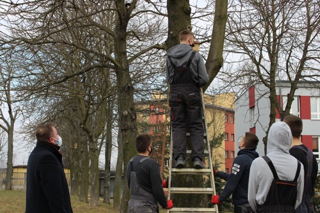 Na drzewach wokół jędrzejowskiego "Grota" pojawiły się budki lęgowe. Zadbało o to szkolne koło Ligi Ochrony Przyrody.