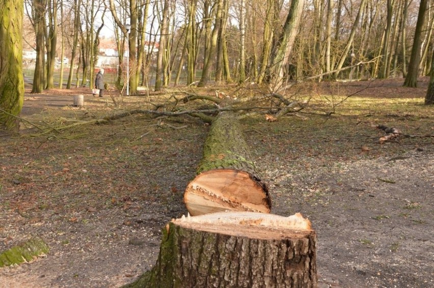 Wycinka drzew w Parku Tysiąclecia