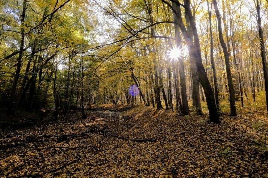Nadleśnictwo Góra Śląska  jest zainteresowane  zakupem lasów lub gruntów przeznaczonych do zalesienia 
