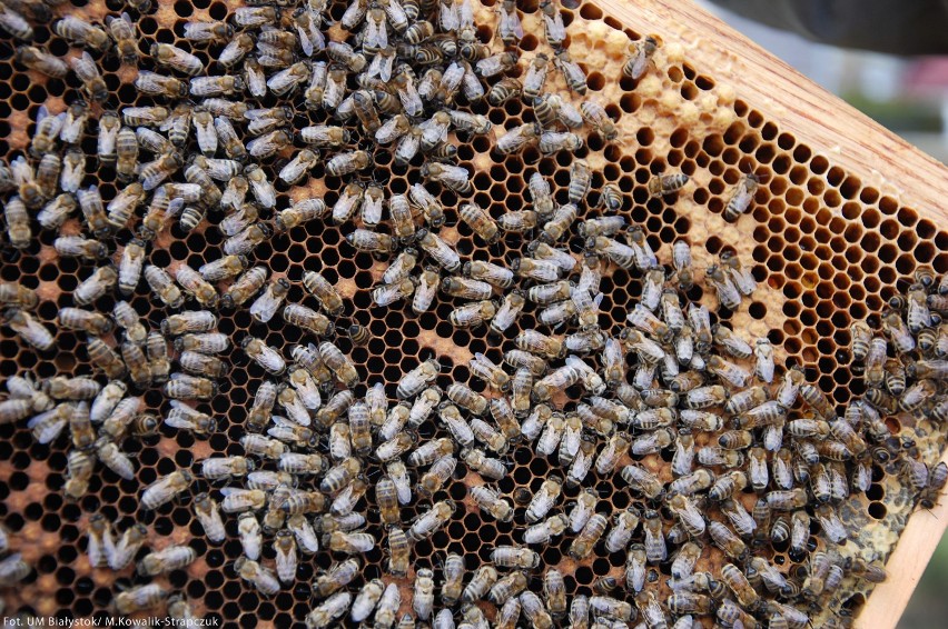 Miejska pasieka w Białymstoku. Pszczoły intensywnie pracują [zdjęcia]