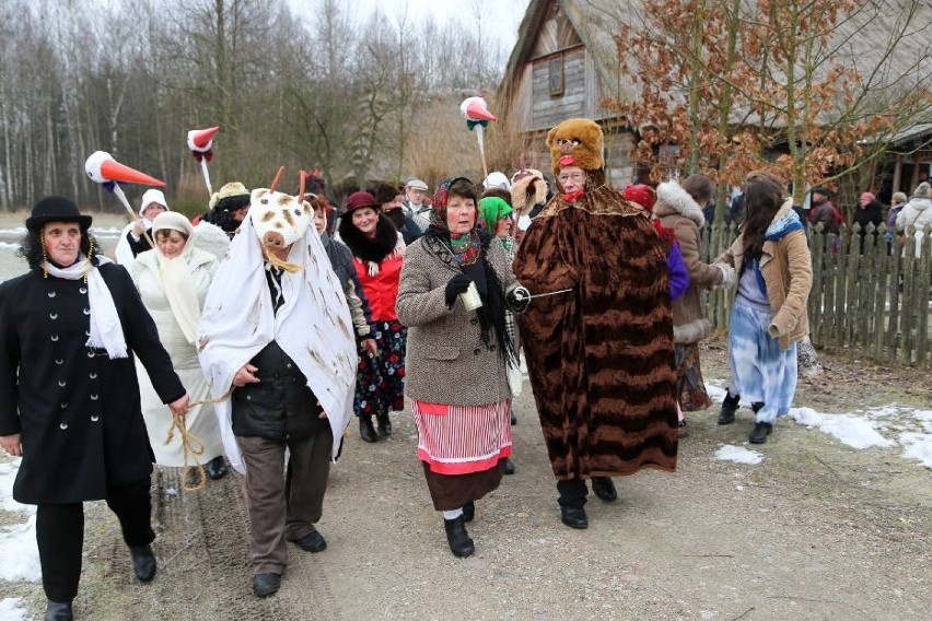 Według etnografów, tradycja zapustów zaczęła zanikać w...