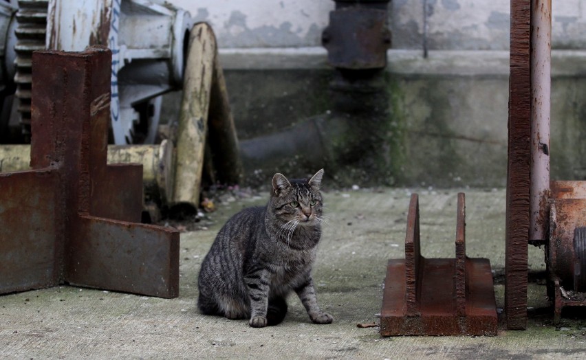 Koty bytują w na terenie stoczni już od kilkunastu lat.