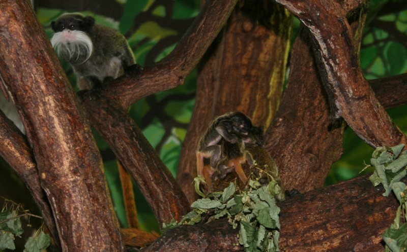 W płockim ogrodzie zoologicznym urodziły się trzy tamaryny
