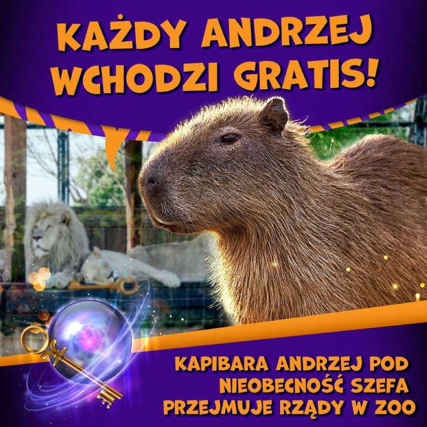 Andrzejki w Zoo Borysew koło Poddębic w niedzielę 27 listopada. Jakie atrakcje? Andrzeje wchodzą za darmo FOT