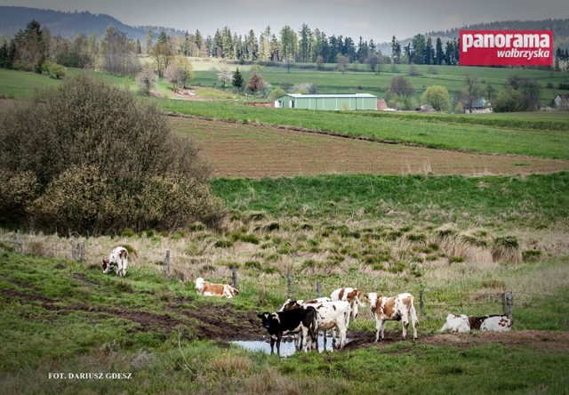 W gospodarstwach rolnych, np. w Jedlinie-Zdroju, Walimiu, czy Głuszycy, jedynie produkcja bydła jest uzasadniona i możliwa, czy to mlecznego czy mięsnego