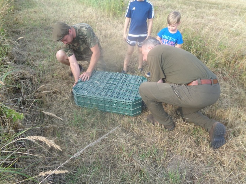 Wypuścili na wolność bażanty i kuropatwy