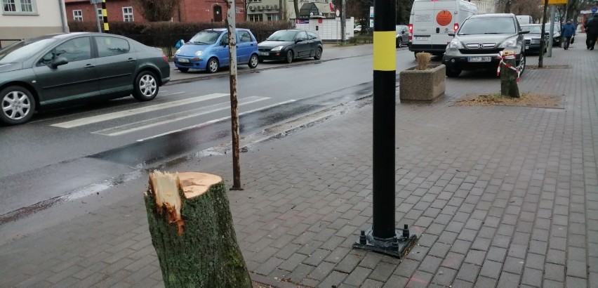 Pruszcz Gdański: Wycięto drzewa przy ul. Wojska Polskiego. To część rewitalizacji alei lipowej
