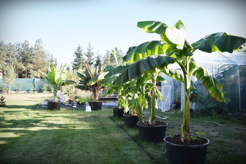 Zadziwiająca uprawa w Dąbrowie Oleśnickiej, czyli bananowce w przydomowym ogródku 
