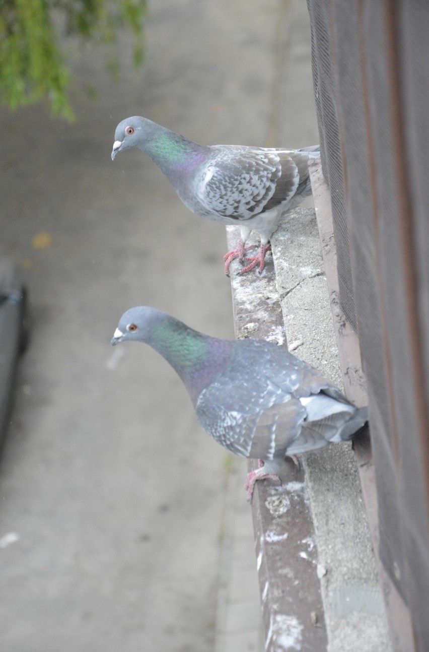 Plaga gołębi w Głogowie. Trwa nierówna walka o okna i balkony. Jak sobie radzić z tymi ptakami?