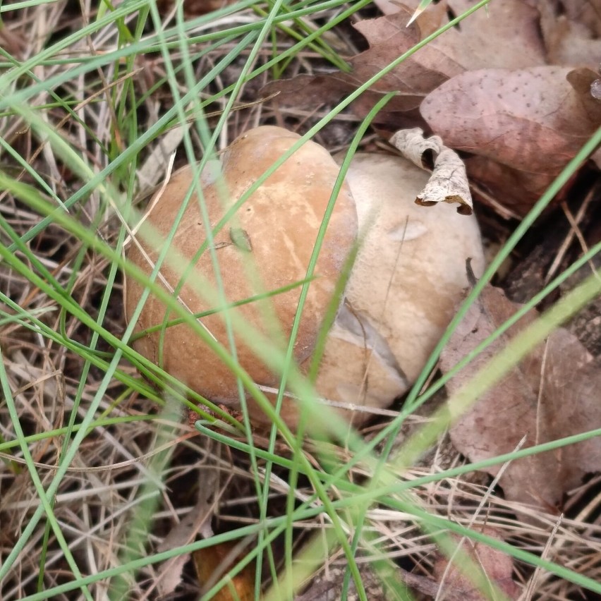 Jak bezpiecznie zbierać grzyby? Odpowiada certyfikowany grzybiarz!
