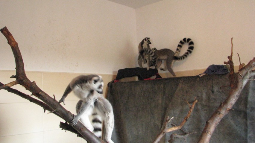 Lemury będą na pewno gratką dla miłośników  zwierząt