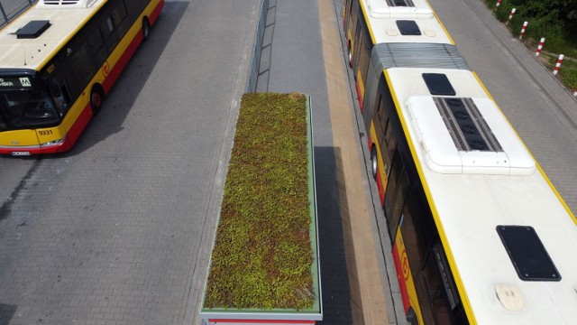 Zielone przystanki na pętli Metro Wilanowska. Inwestycja za 45 tys. złotych