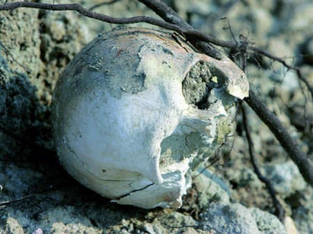 Jedna z czaszek, które znaleźliśmy w hałdach przy lubońskiej żwirowni - FOT. ANDRZEJ SZOZDA
