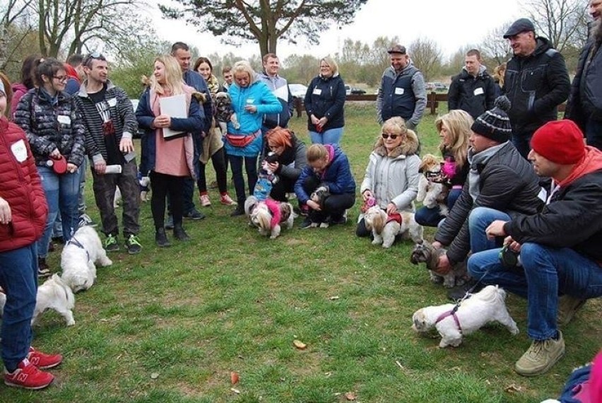 Miłośnicy shih tzu na spotkaniu nad Jelenim Stawem w Szczecinie [ZDJĘCIA]