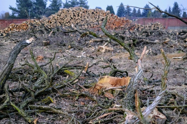 Fotoreporter “Głosu Wielkopolskiego” uchwycił na zdjęciach ogromną ilość drzew wyciętych przy ul. Bukowskiej w Poznaniu.