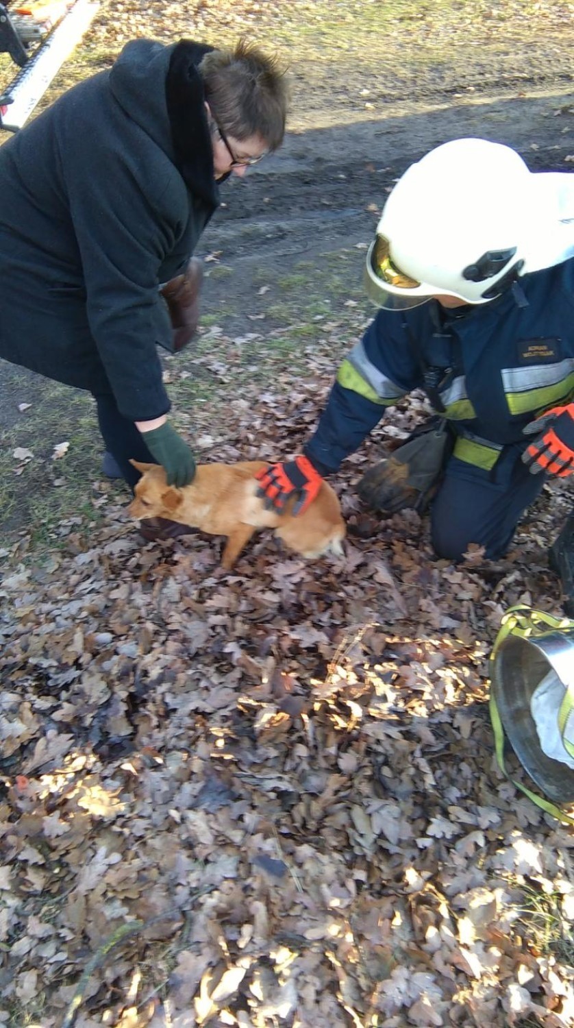 Strażacy wyciągnęli psa ze studni