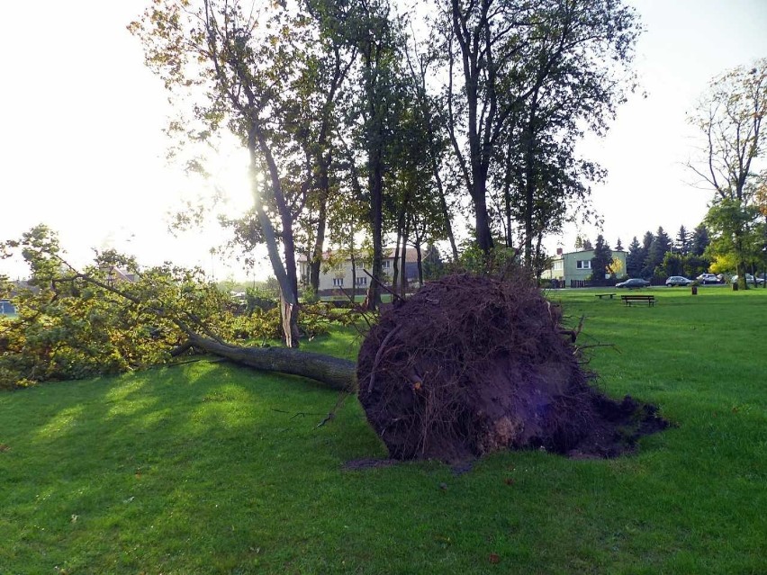 Orkan Ksawery przewrócił drzewo w zabytkowym parku w gminie...