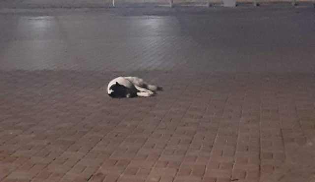 Ktoś wyrzucił psa na stacji benzynowej w Wielkopolsce. Uratowała go jedna z pań. Teraz czworonożny przyjaciel szuka domu