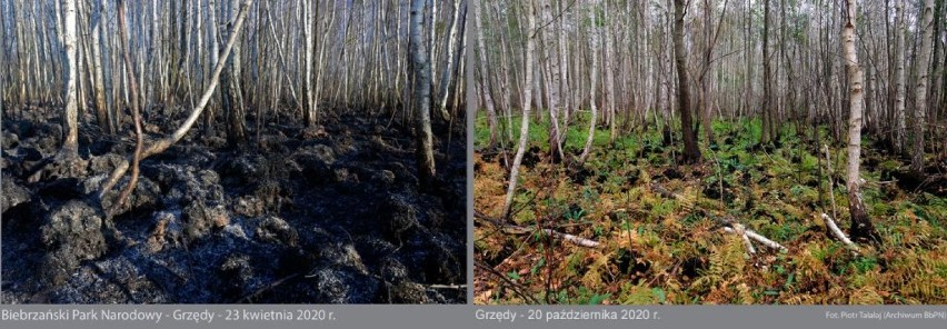 Tak wygląda Biebrzański Park Narodowy pół roku po pożarze. Grzędy 11.2020 [zdjęcia]