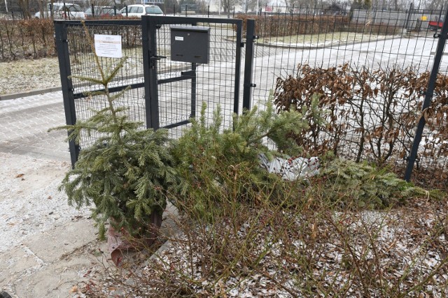 Do 31 stycznia do Ogrodu Botanicznego w Kielcach można przywozić niepotrzebne choinki  cięte i w doniczkach. 

Zobacz kolejne zdjęcia