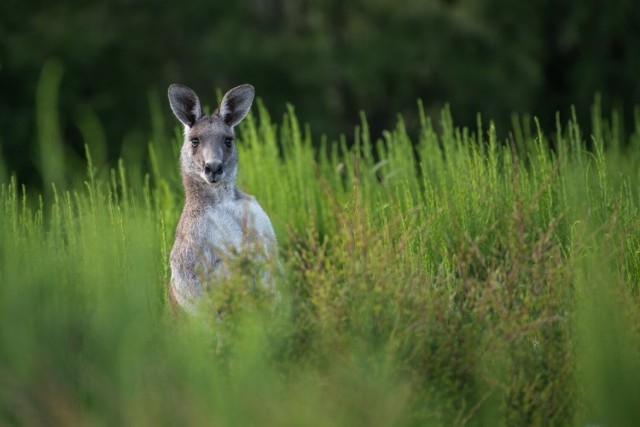 Leśny Zakład Doświadczalny w Murowanej Goślinie podjął działania mające na celu odłowienie i przewiezienie kangura do odpowiedniego miejsca.