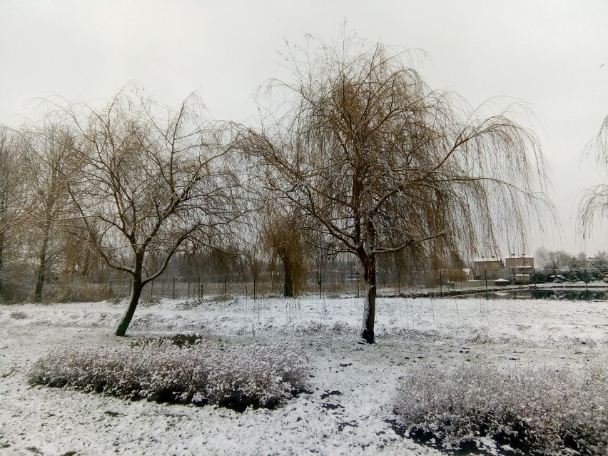 Mieszkańcy Kraśnika przysłali zimowe zdjęcia. Zobaczcie galerię fotografii zimy 2020 w Kraśniku