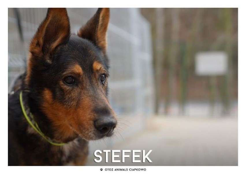 IMIĘ: STEFEK (933/19)
PŁEĆ: Pies
WIEK: około 12 lat
RASA:...